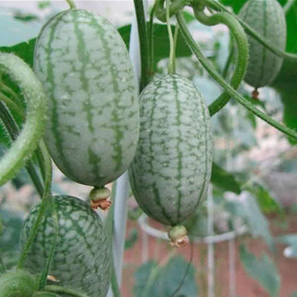 Thumb Watermelon Seeds