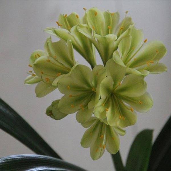Green Clivia