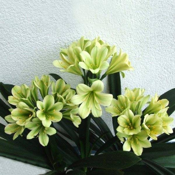 Green Clivia Seed