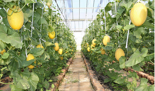 cantaloupe melon seeds