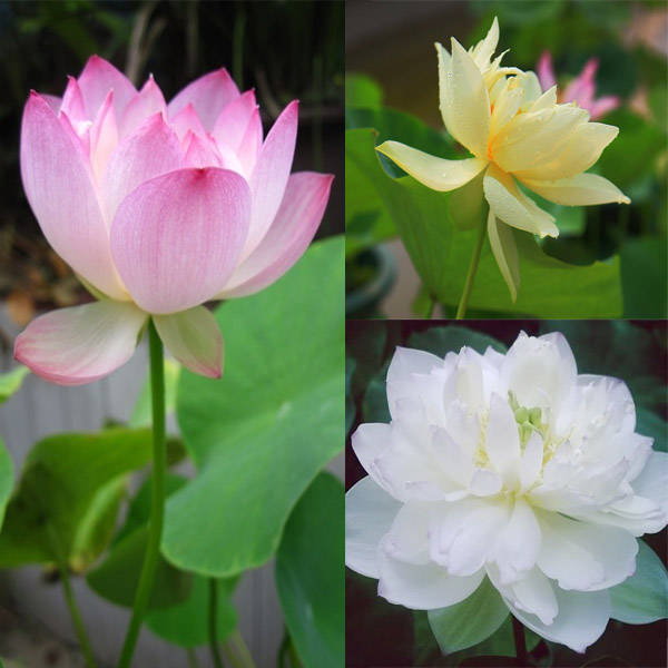 20pcs 3 Colors Mixing Bowl Lotus Seeds Perennial Aquatic Herb Flower