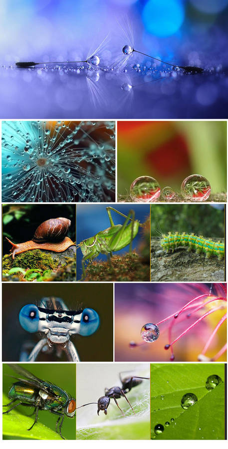 52mm Macro Close Up Filter Lens Kit +1 +2 +4 +10 for Canon Nikon DSLR SLR Camera - 0.14kg