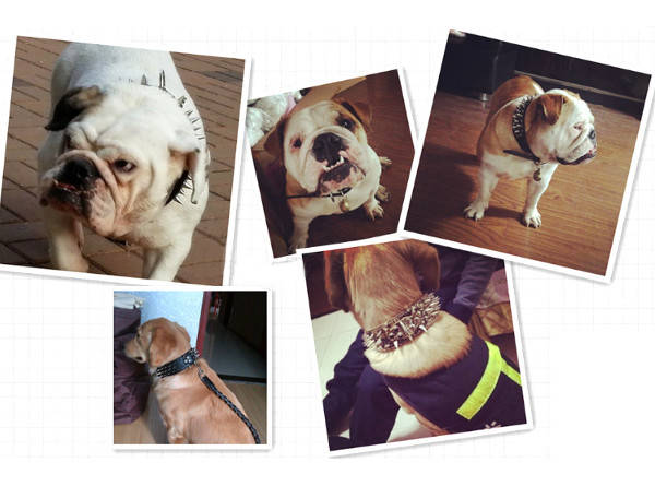 Pet Bulldog Spiked Collar