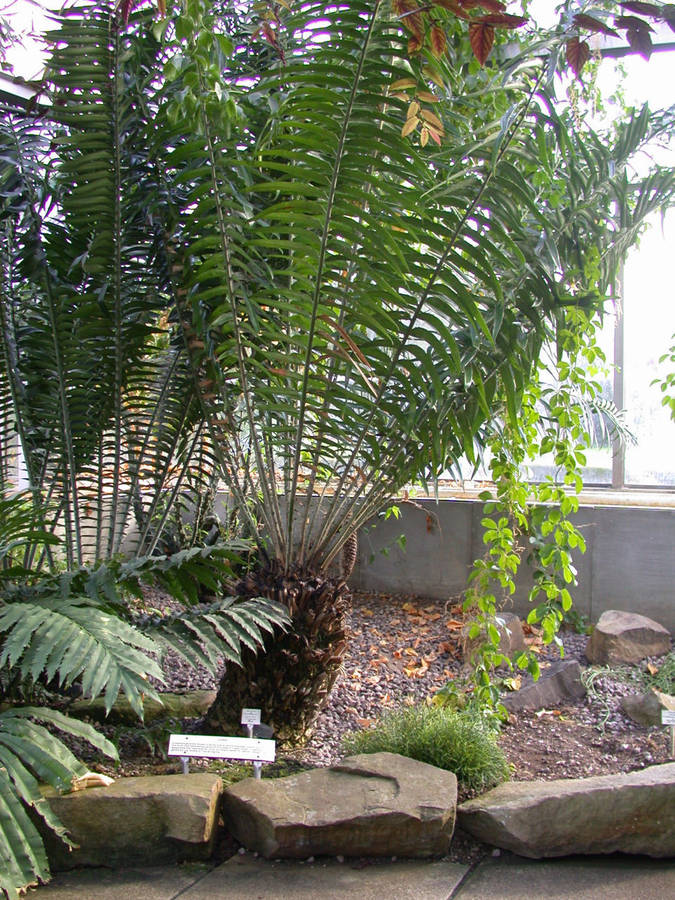 Encephalartos Gratus seed