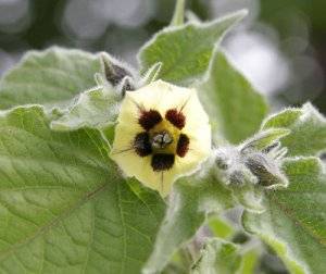 cgooseberry_flower