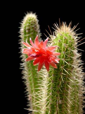 Cleistocactus mix: 10+ seeds