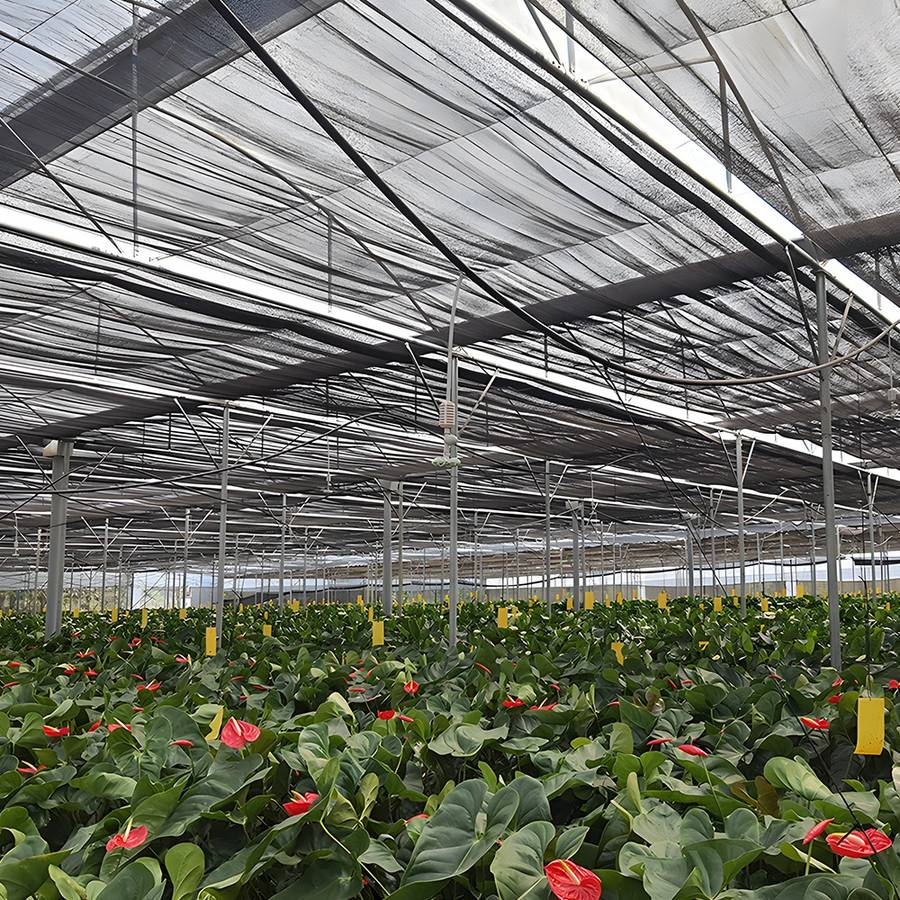 Black Shade Net (60% Sun Blockage) - Greenhouse Shade Solution / 2m (W) x 50m (L) roll