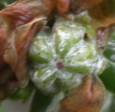 Developing fruits