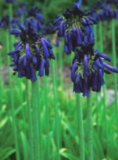 Flowers of 