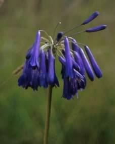 Agapanthus inapertus