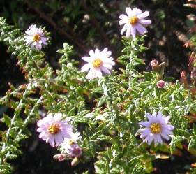Leaves and flowerheads