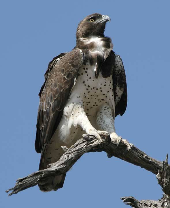 martial-eagle