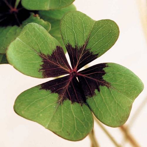 Grow your Own Four Leaf Clover