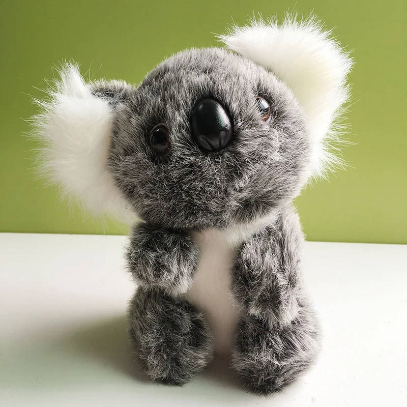 koala 