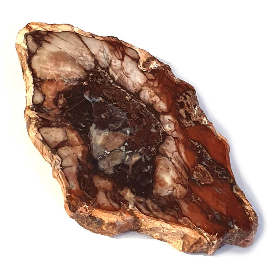 Petrified wood slice, 6.5x11cm
