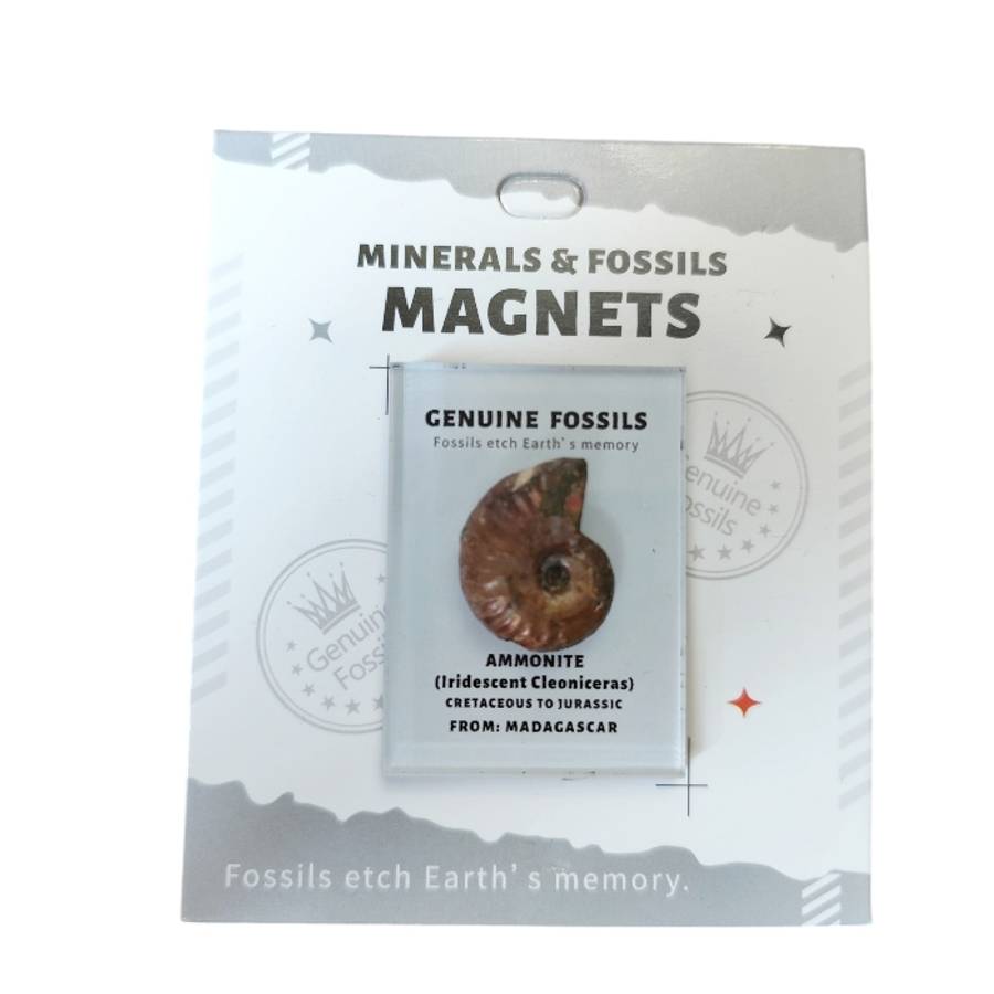 Genuine Ammonite Fossil magnet, 4 x 5.5cm