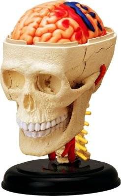 4D Master Human Anatomy - Cranial Nerve Skull