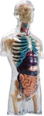 4D Master Human Anatomy - Transparent Torso Anatomy Model
