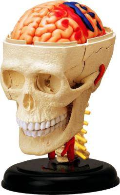 4D Master Human Anatomy - Cranial Nerve Skull