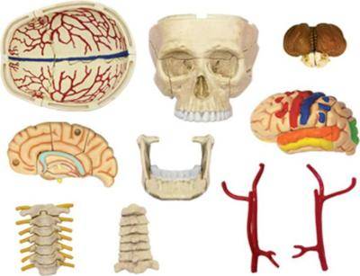4D Master Human Anatomy - Cranial Nerve Skull