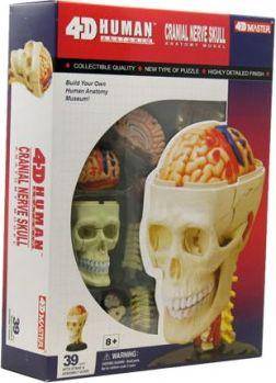 4D Master Human Anatomy - Cranial Nerve Skull
