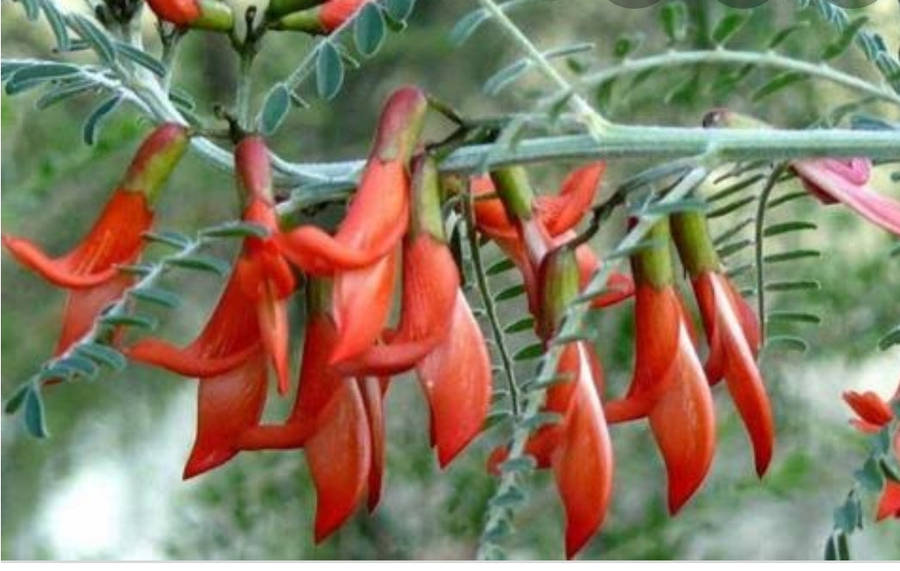 Sutherlandia 30 capsules