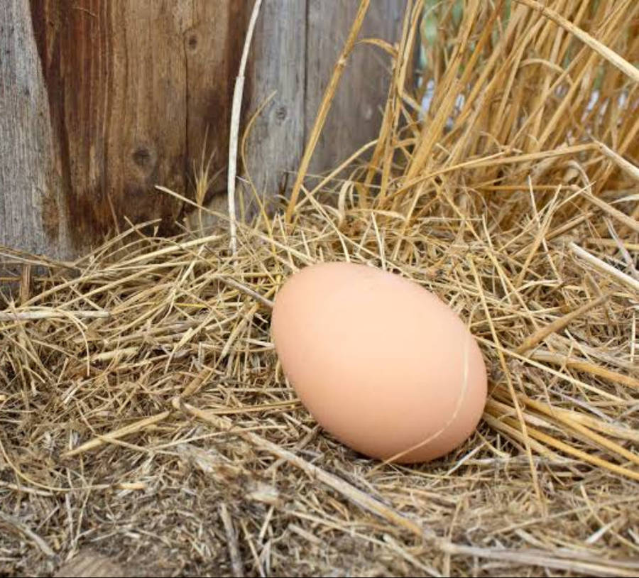Nest Box Egg
