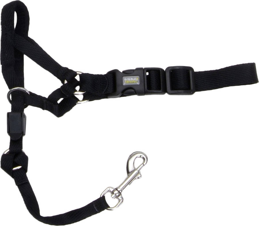 Rosewood Coastal Head Halter