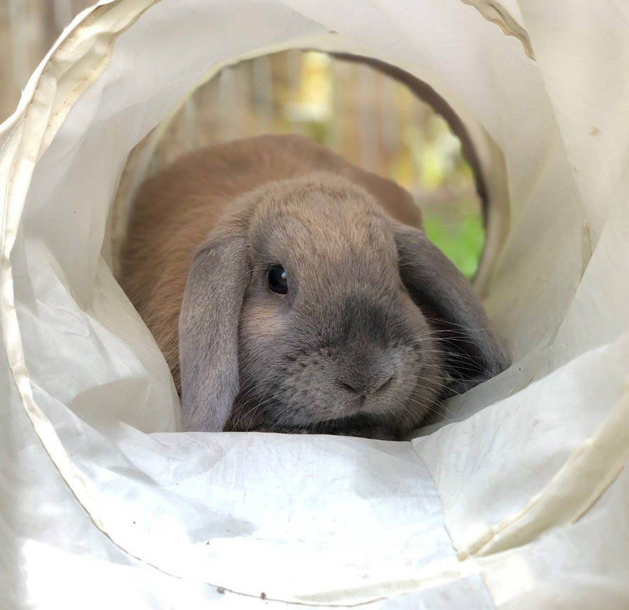 Rabbit Activity Tunnel Single (90cm)