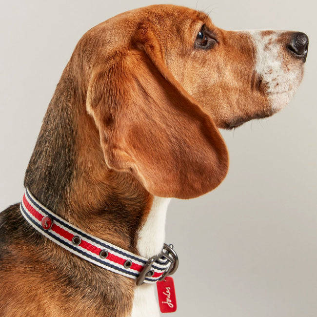 Rosewood & Joules Striped Dog Collars
