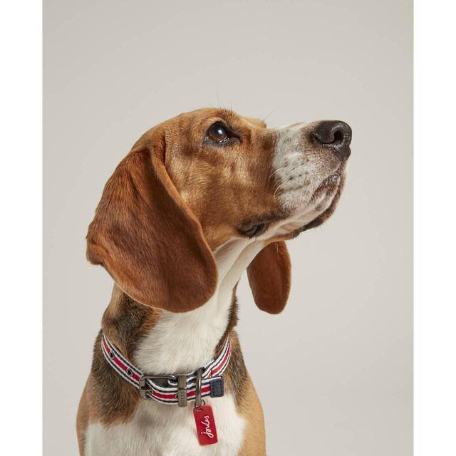 Rosewood & Joules Striped Dog Collars