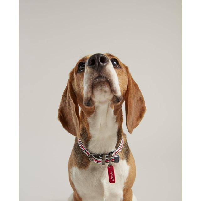Rosewood & Joules Striped Dog Collars