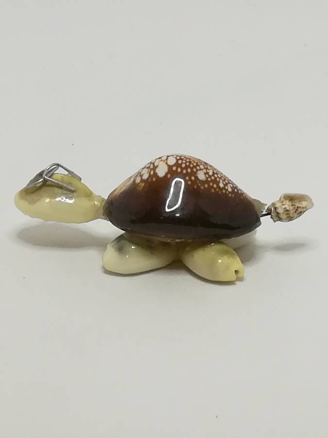 Miniature White & Brown Sea Shells Tortoise Wearing Glasses - Design 1 (Miniature, suitable for p...