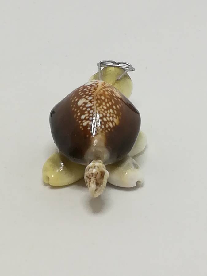 Miniature White & Brown Sea Shells Tortoise Wearing Glasses - Design 1 (Miniature, suitable for p...