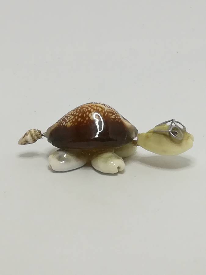 Miniature White & Brown Sea Shells Tortoise Wearing Glasses - Design 1 (Miniature, suitable for p...