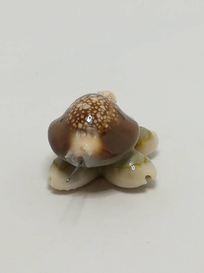 Miniature Brown & Beige Sea Shell Tortoise (Miniature, suitable for printer's tray)