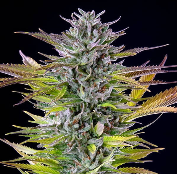 Royal Queen Seeds - Watermelon - Cannabis Breeders Pack - Feminized Cannabis Seeds