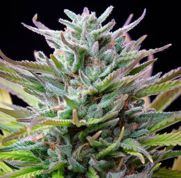 Royal Queen Seeds - Watermelon - Cannabis Breeders Pack - Feminized Cannabis Seeds