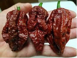 Black Ghost Pepper- Capsicum Chinense - Chilli Pepper - 5 Seeds
