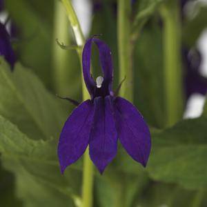 Lobelia Starship F1 Blue- 5 seeds