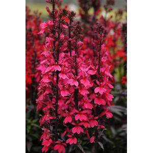 Lobelia Starship F1 Rose - 5 seeds