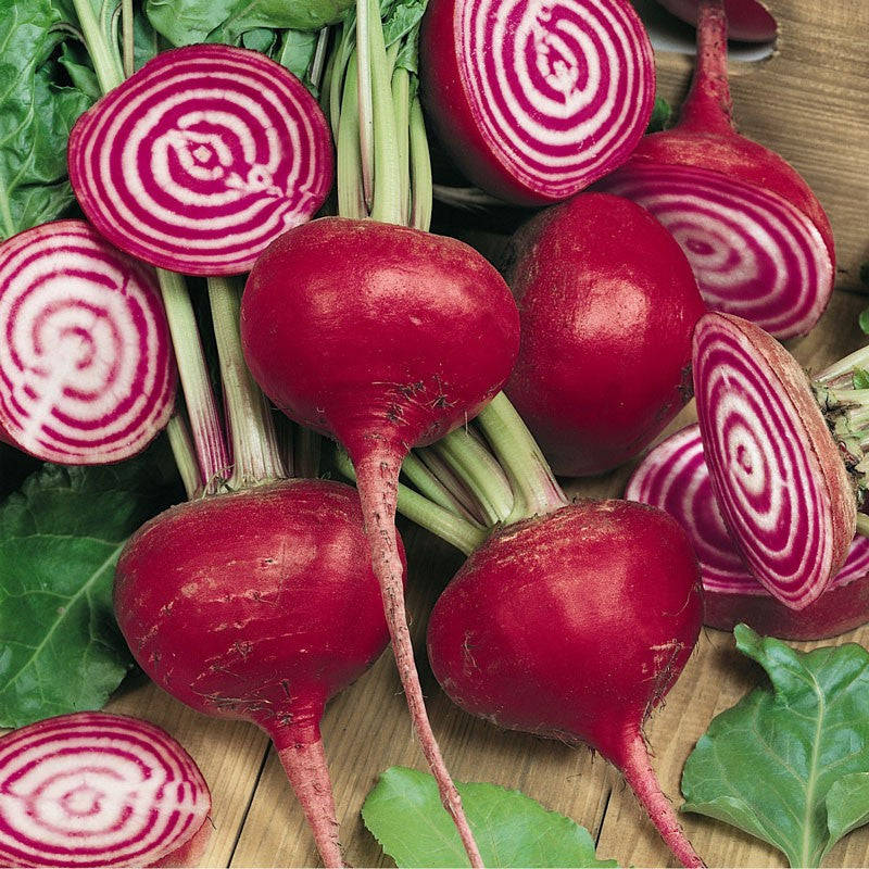 Chioggia Guardsmark Beetroot - Heirloom Vegetable - Beta Vulgaris - 30 Seeds