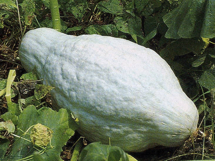Blue Hubbard Squash - Cucurbita Maxima - 5 Seeds