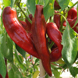 Numex Big Jim Chilli Pepper - Capsicum Frutescens - 10 Seeds