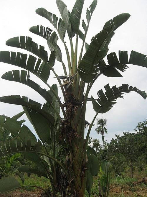 Strelizia Nicolai Evergreen Tree - Natal Wild Banana - Great White Bird of Paradise - ... - 10 Seeds
