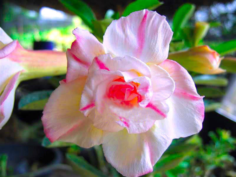 Adenium Obesum - Sweet Rose - 5 Seeds