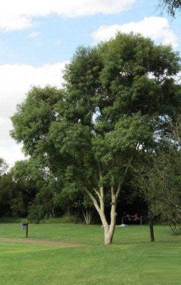 Heteropyxis natalensis - Lavender Tree - Indigenous South African Tree - 10 Seeds