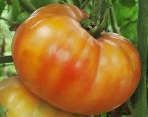 Big Rainbow Tomato - Lycopersicon Esculentum - Heirloom Vegetable - 10 Seeds