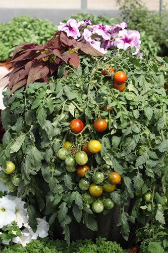 Rambling Red Stripe - Container Tomato - Trailing Vine - Lycopersicon Esculentum - 5 Seeds