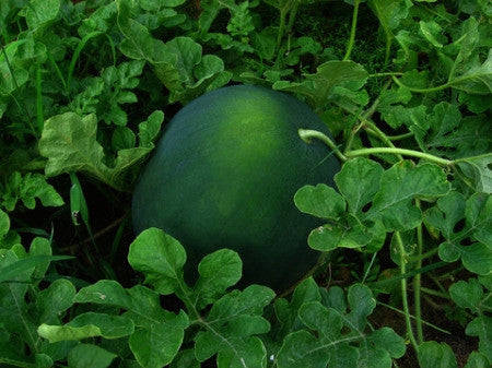 Sugar Baby Watermelon - ORGANIC - Citrullus Lanatus - Vegetable / Fruit - 20 Seeds